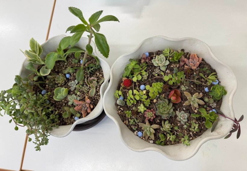 多肉植物を植えた2つの白い鉢